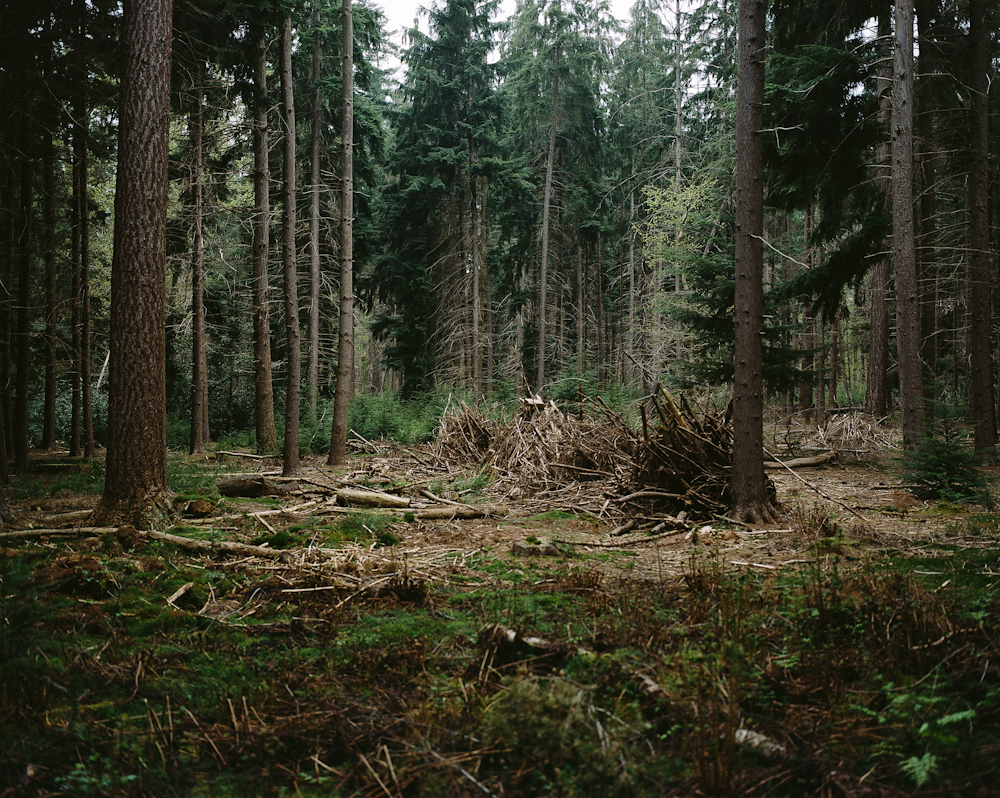 Bosbouw Schovenhorst